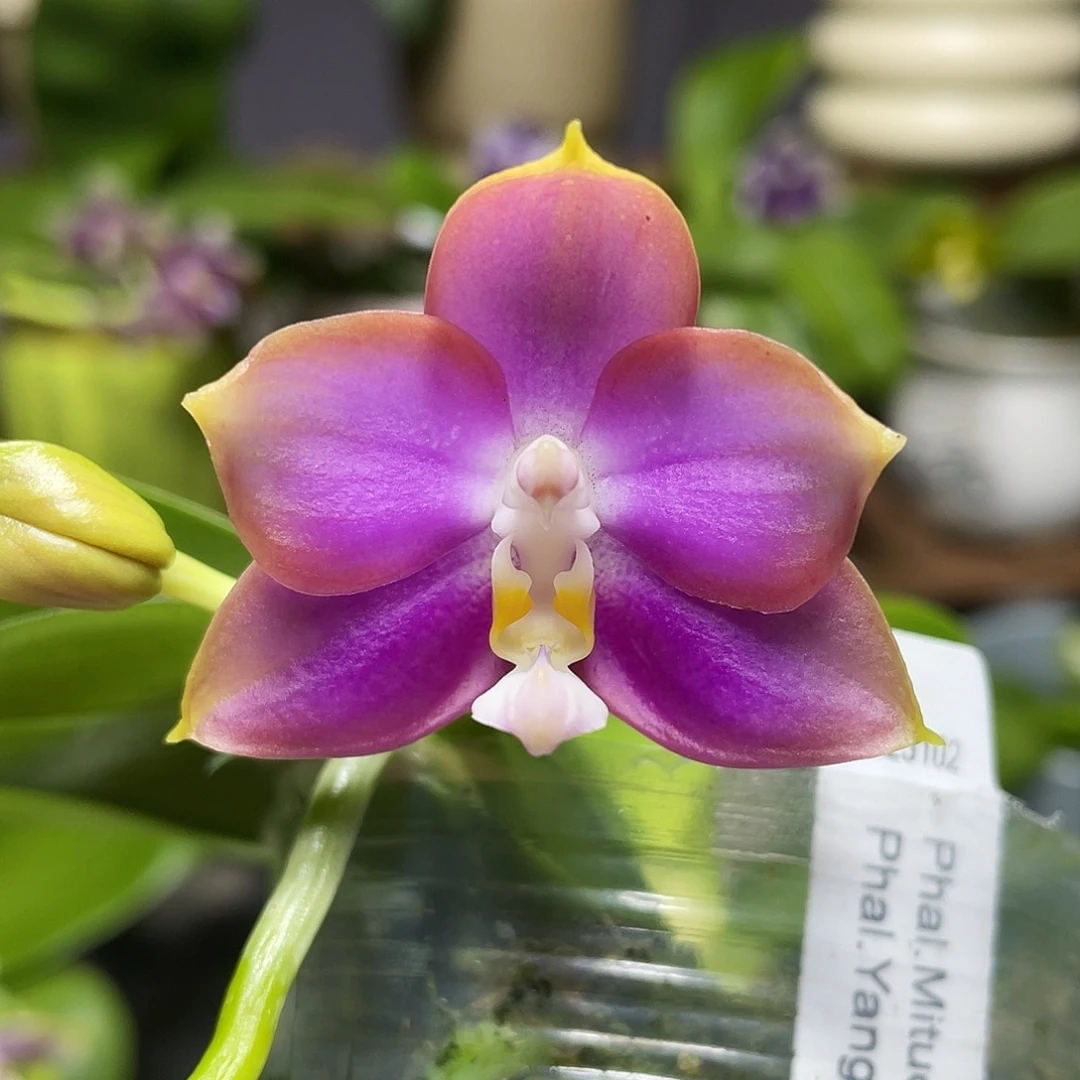 完全开放龙玛丽2.5寸