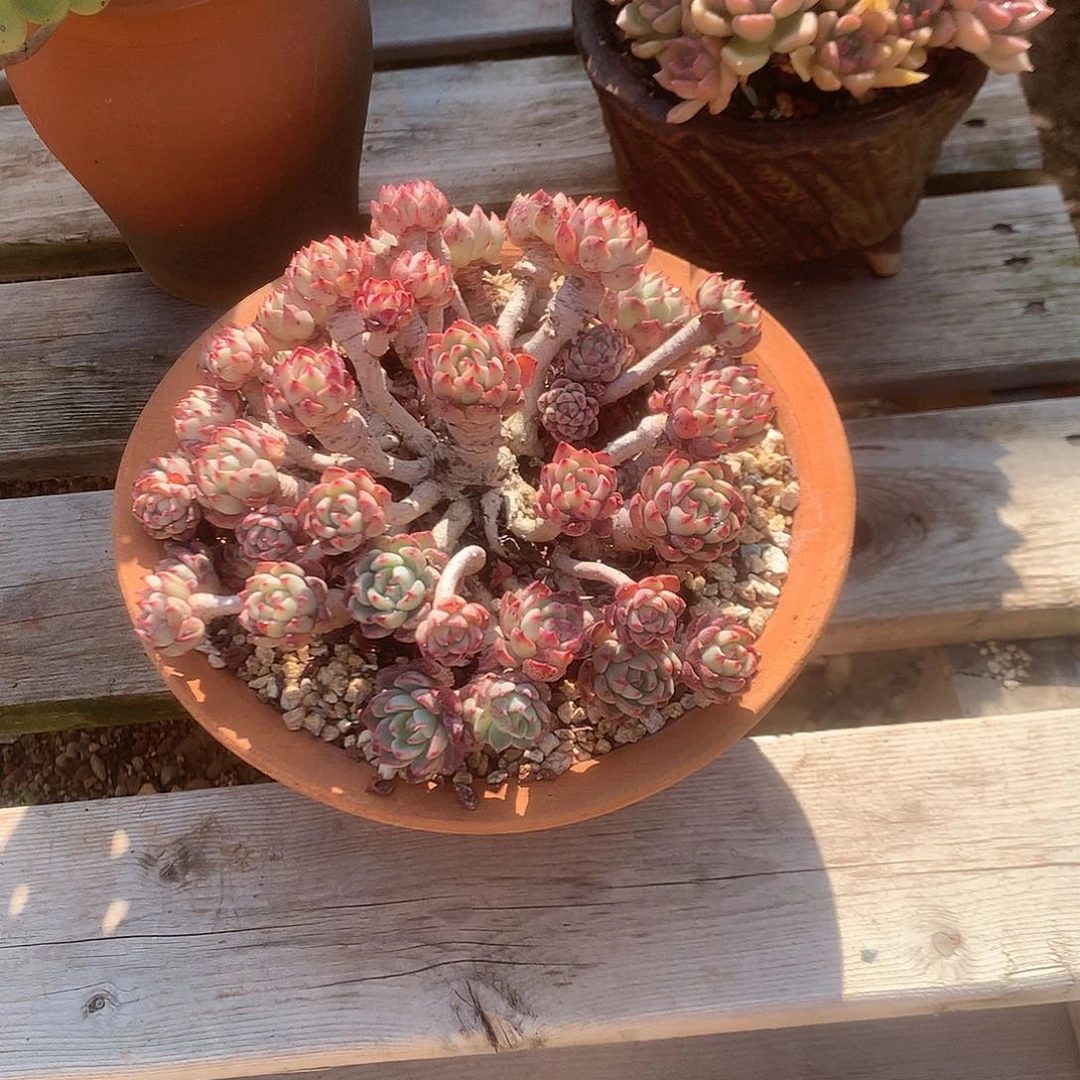 开**你娜娜小勾多肉植物脱土
