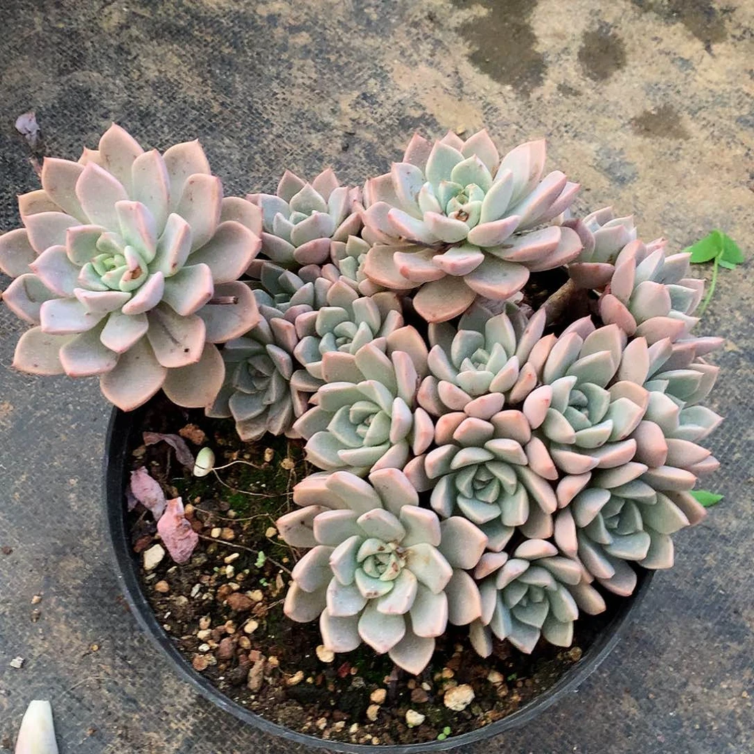 红粉一物一拍9-110