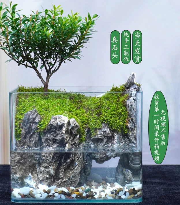 （送养护3赠品）顶峰18*12*14小叶赤楠微景观纯手工花卉绿植