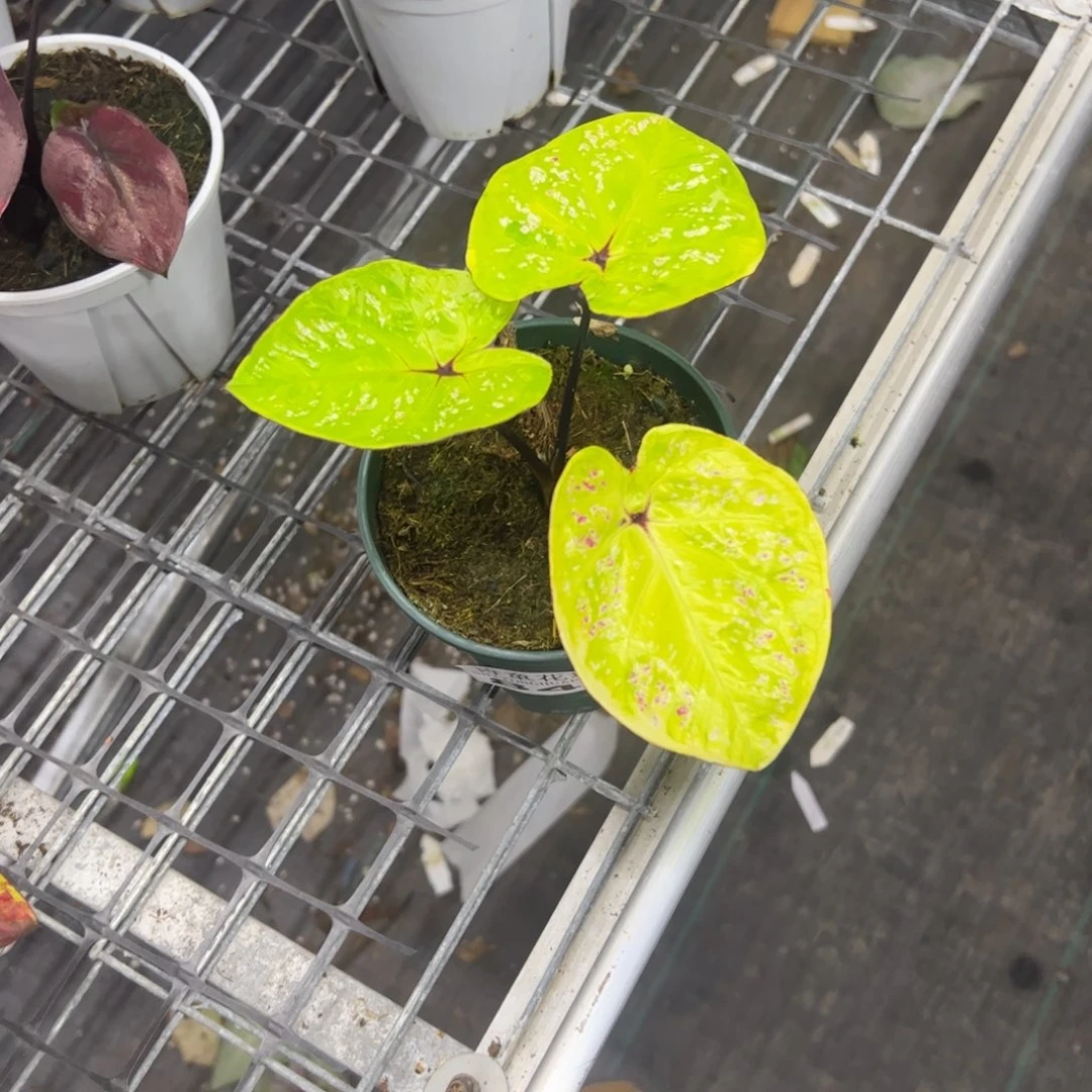 吟***徐无花朵          845代比不包售后