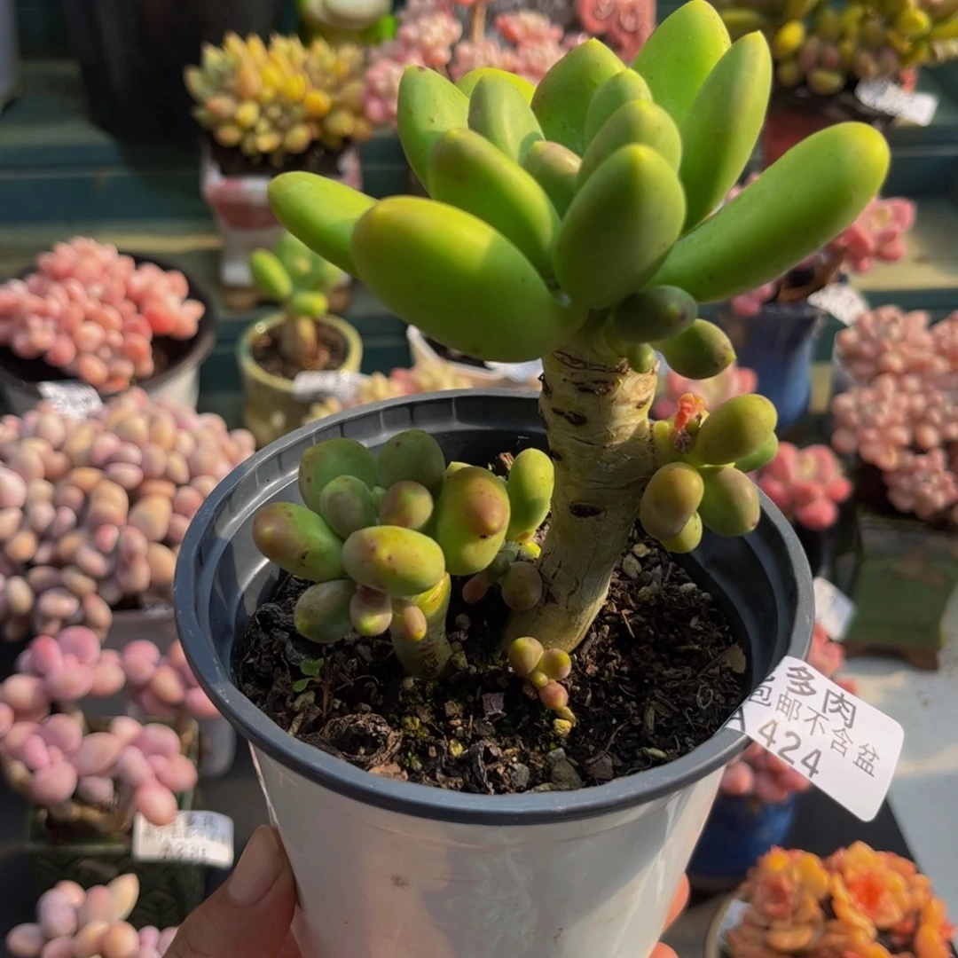 424芒果奶树9cm多肉