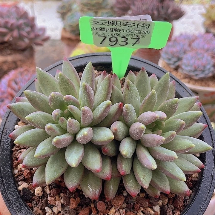 7937车厘子。