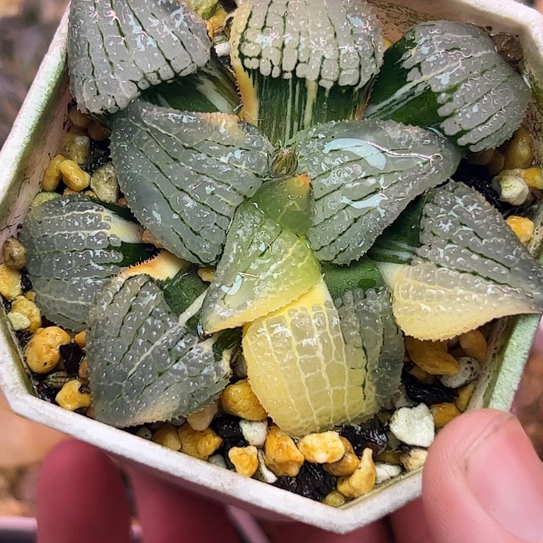 天空之镜锦母本十二卷多肉