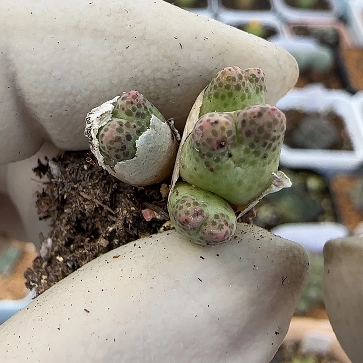 866草莓斑马福利福利