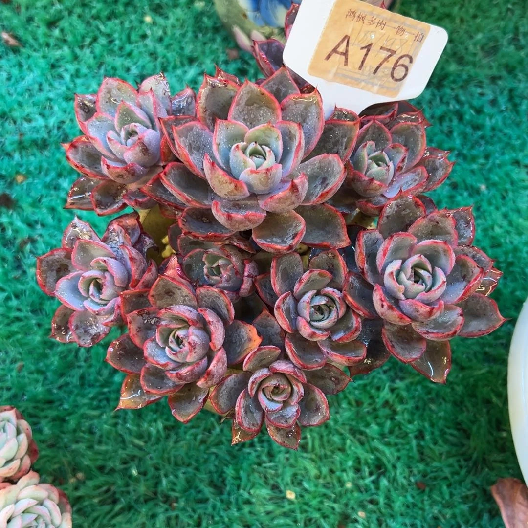 郝拉，，，，，，，，，，，，，，，，，，，，，