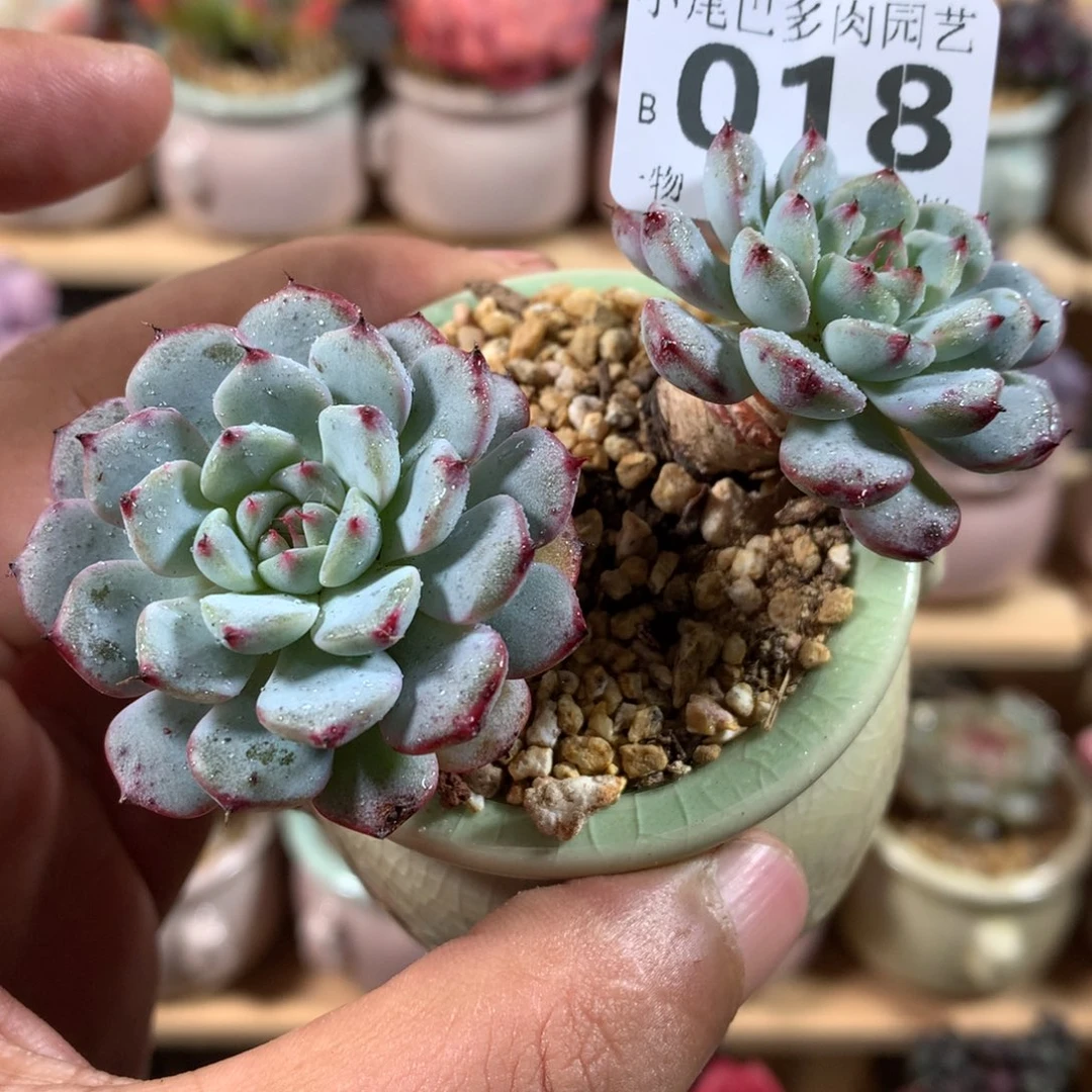 小尾巴多肉园艺5CM迷你拇指盆栽B018