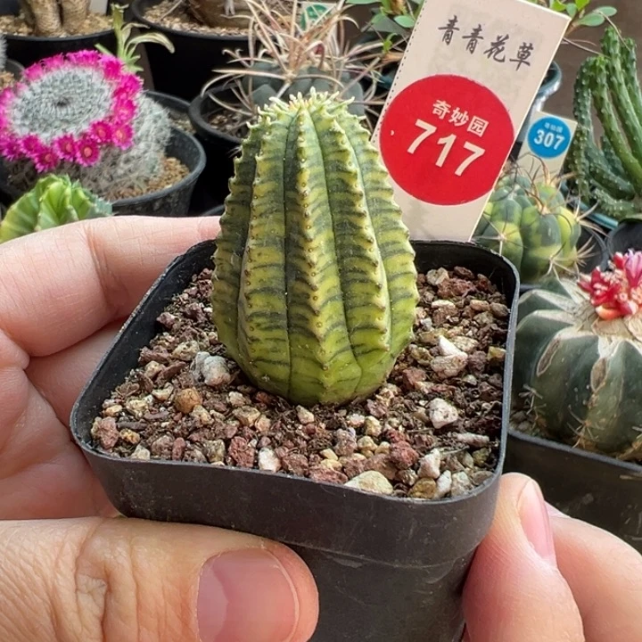 自根布纹球锦一棵仙人球