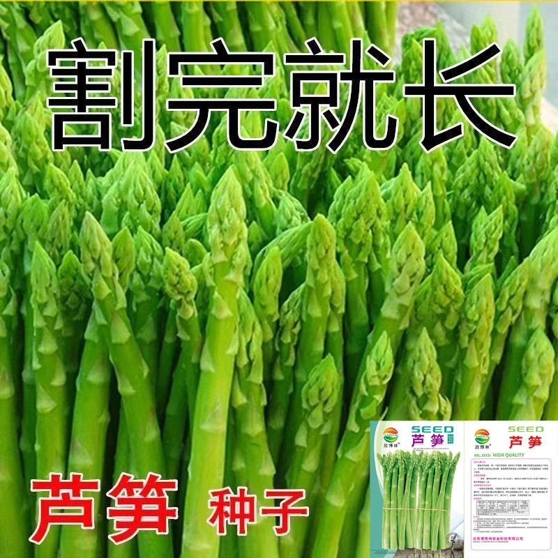 【5包包邮】芦笋种子四季种植蔬菜之王进口绿芦笋种籽抗热耐寒种子