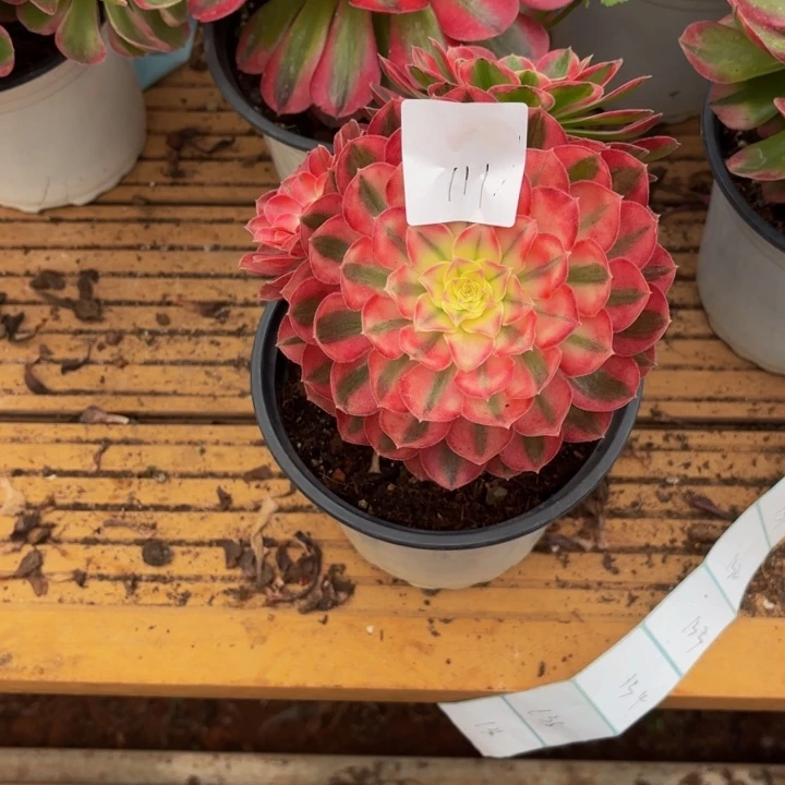 云南孔雀翎好看111号