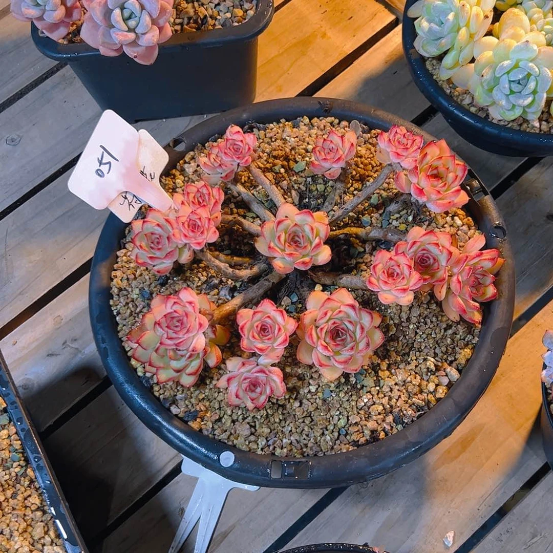 糯*谷051荷花68。。。。。