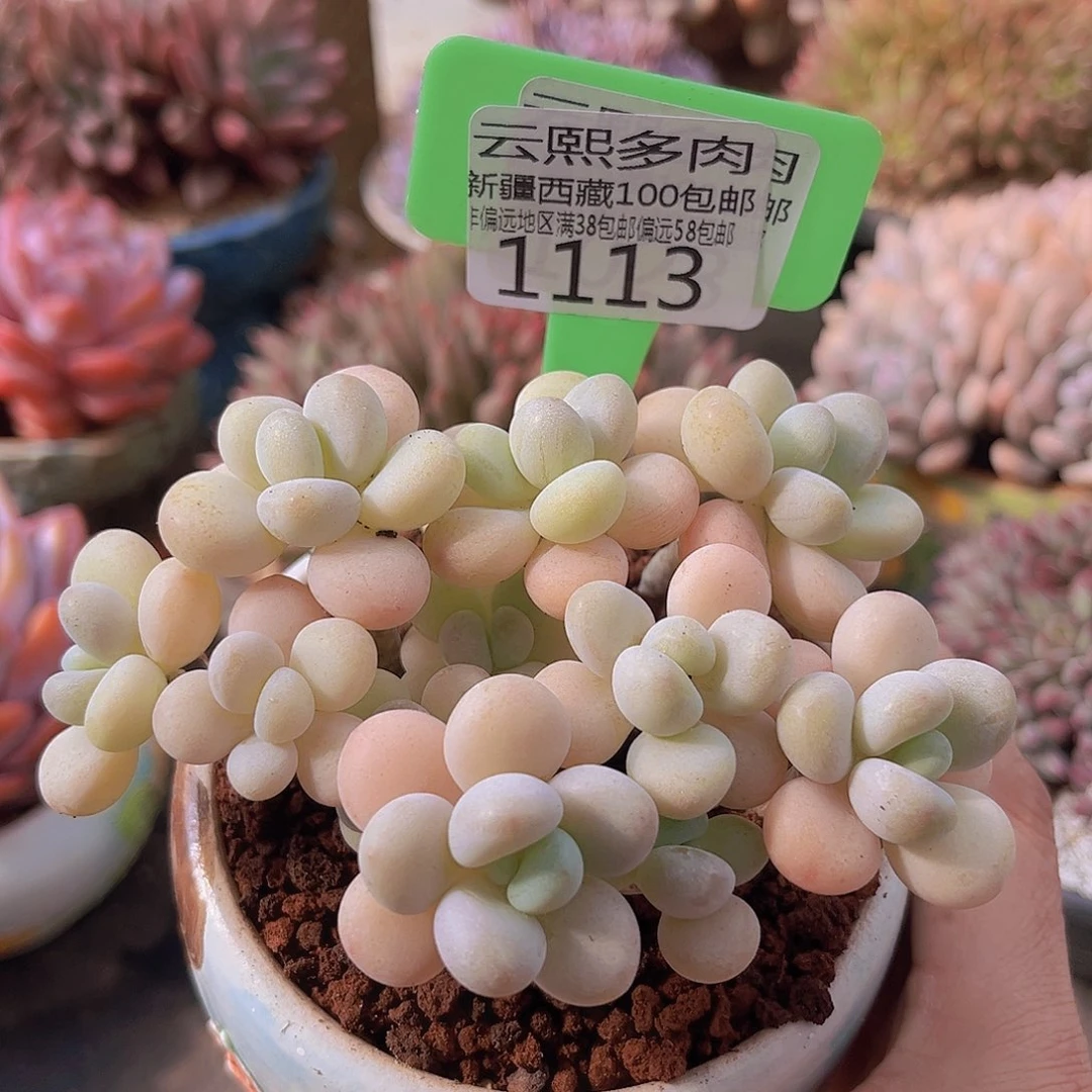 1113洛神多肉植物