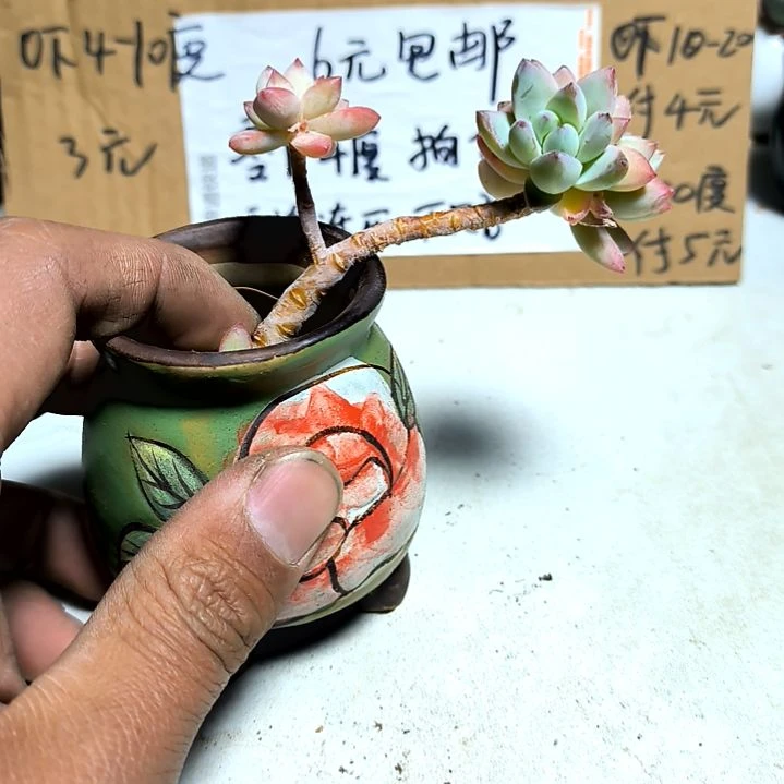 满6元包邮，树冰老庄