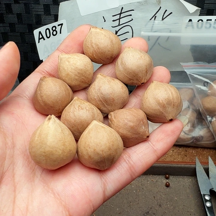手串/手链橄榄核橄榄