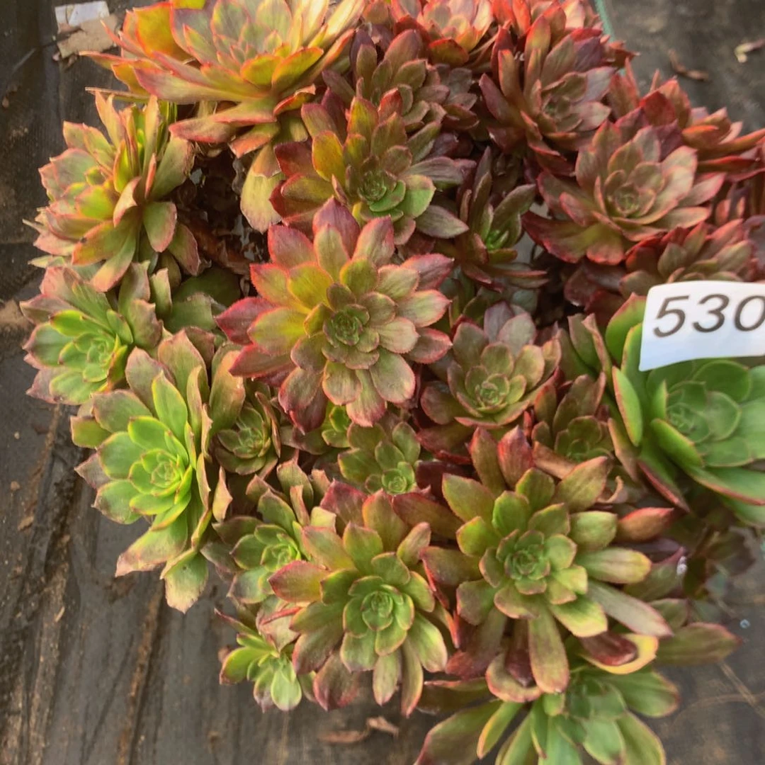 530万拉丝多肉植物