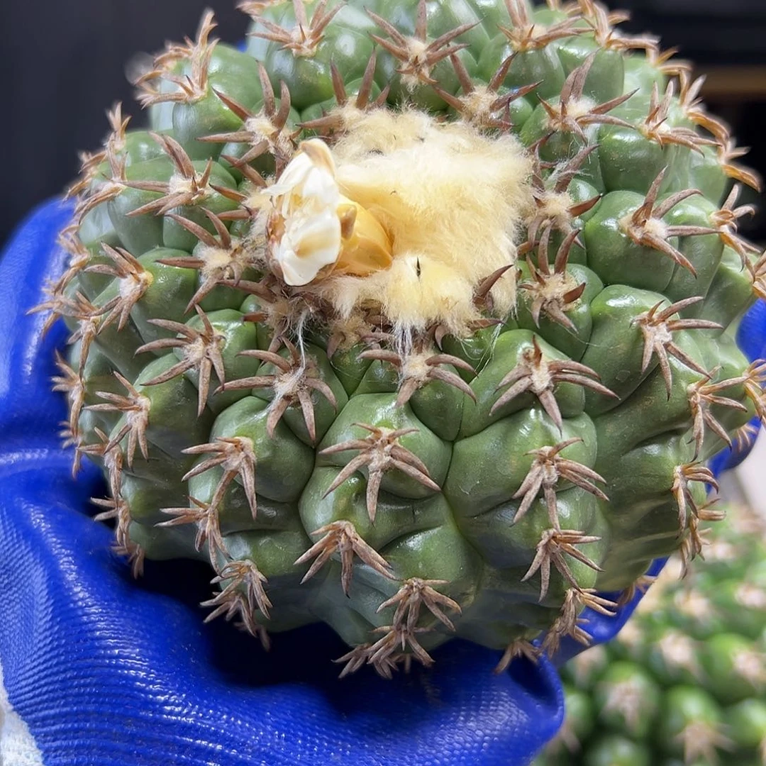 苗接猫爪圆盘玉含刺10.5公分无根底朝上晾1个月