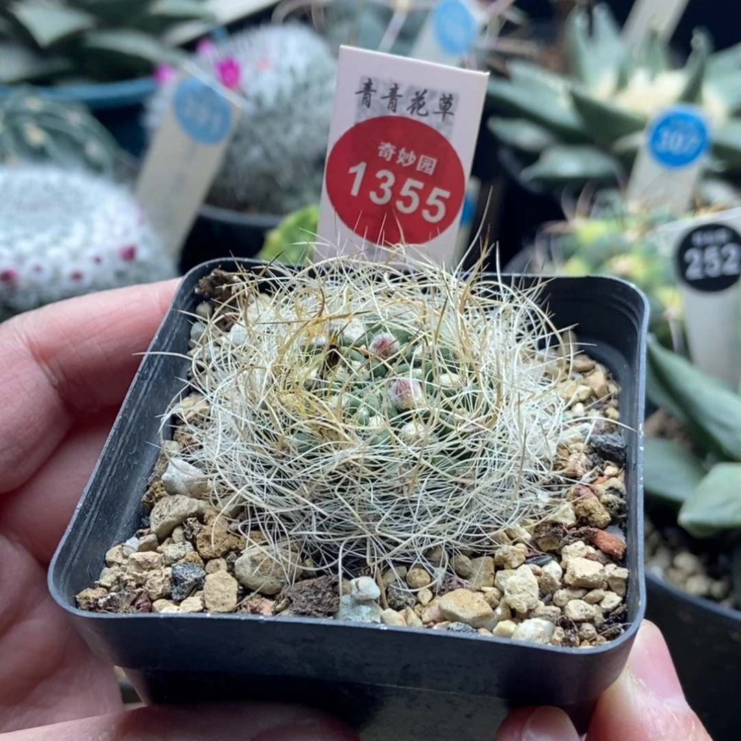 带花苞狂刺银翁玉一颗