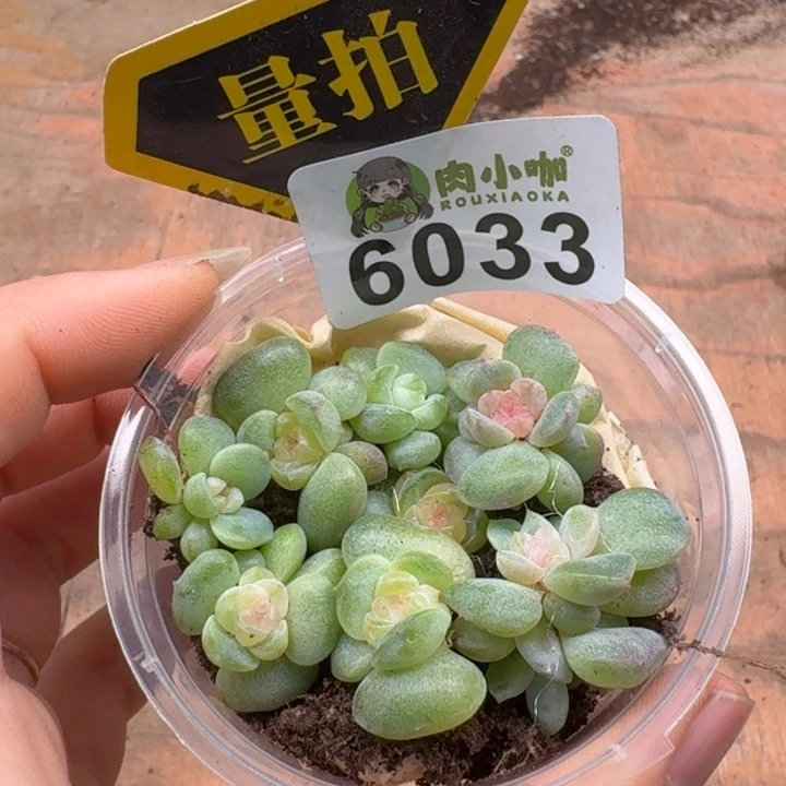 多肉植物多肉植物