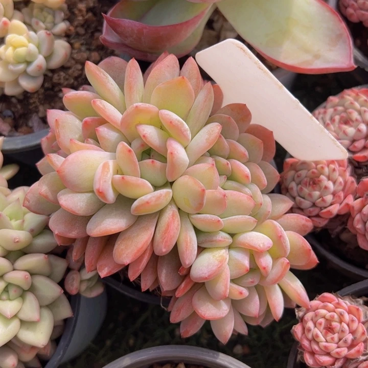 健健康康平平安安