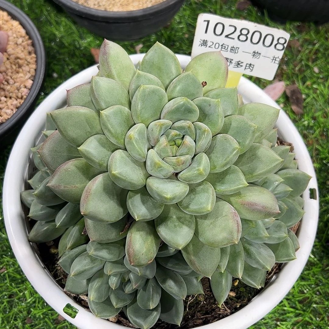 1028008 胖体象牙手捧5捧一无砍