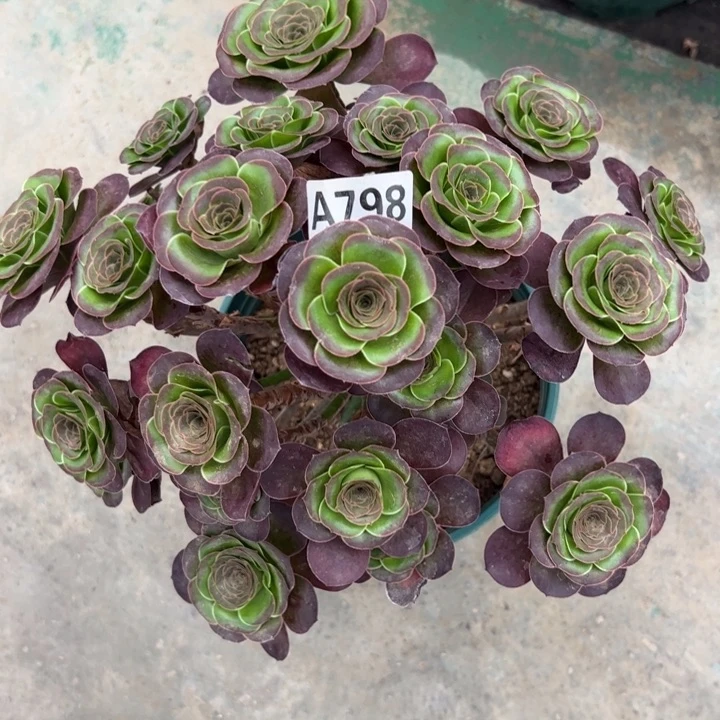 798魅金玫瑰朵朵30厘米左右