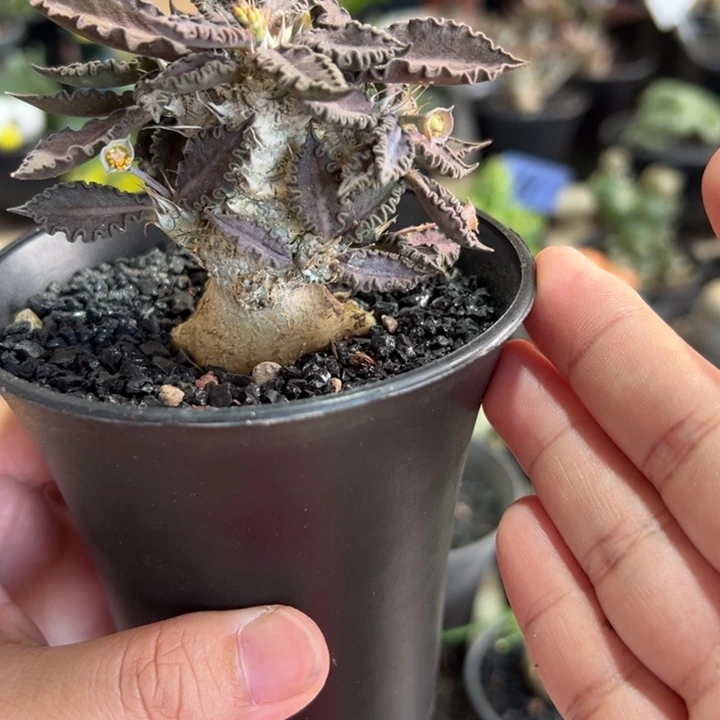 紫红精控图拉大戟带盆111111111111