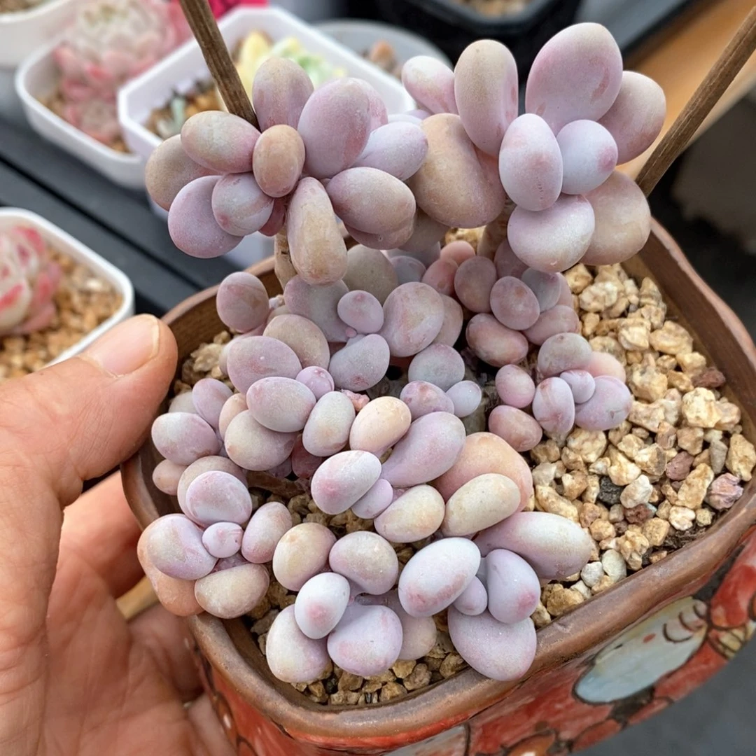 精品多肉一物一拍10