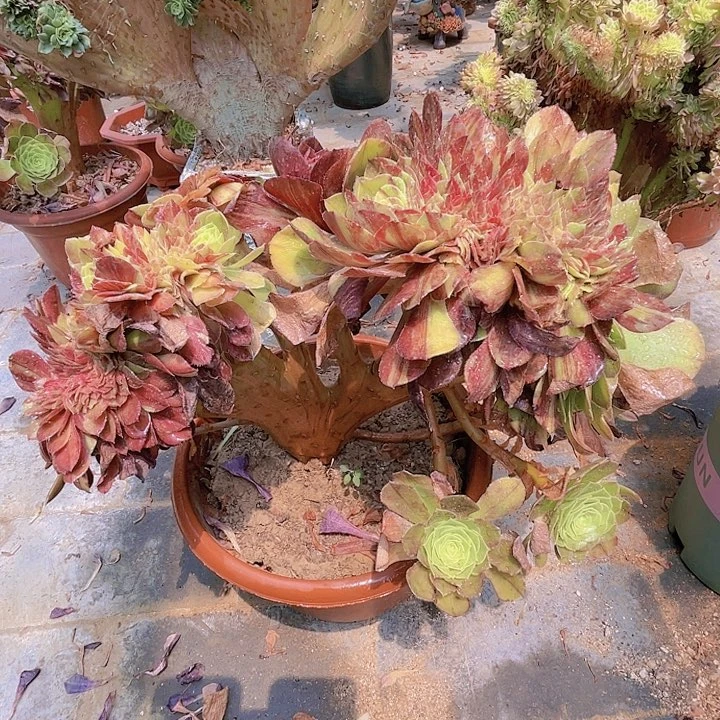 【闪购商品】全部花朵花月夜