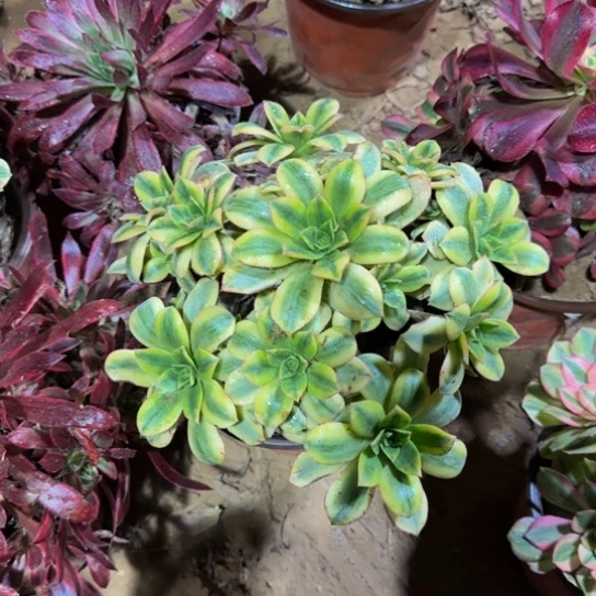 星爆法师9.9多肉植物