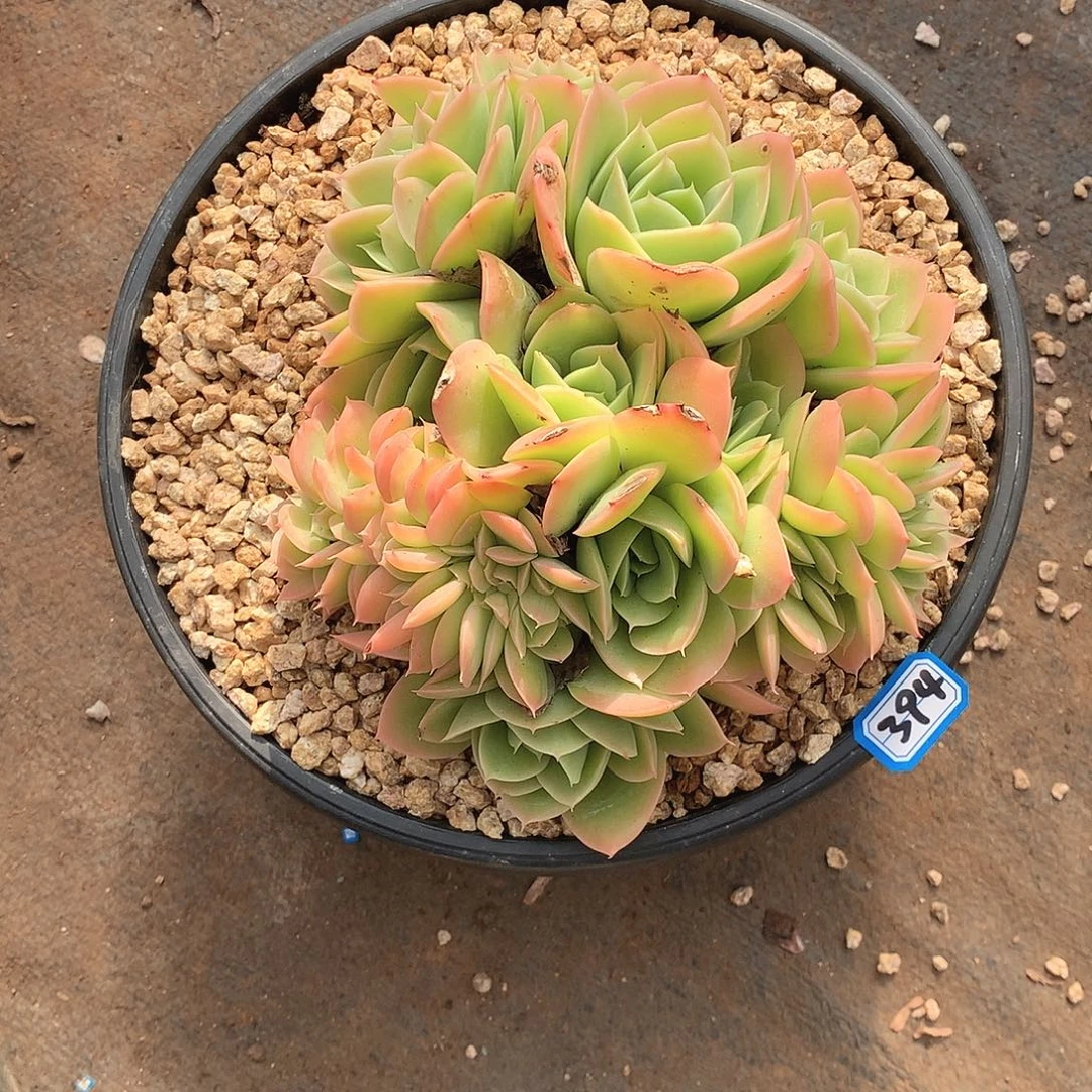 394星纳塔一物一拍多肉