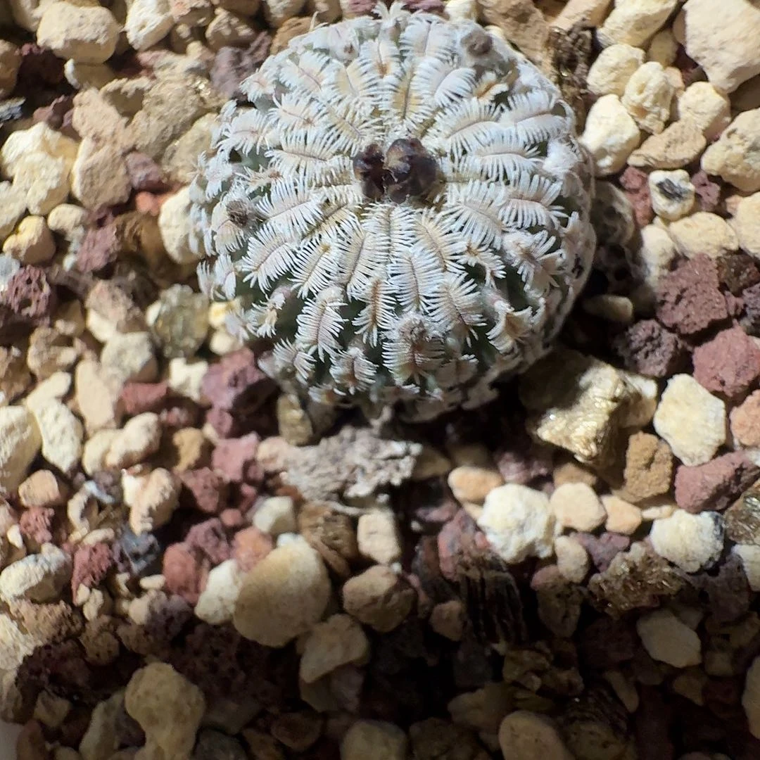 实生精巧殿脱土发货