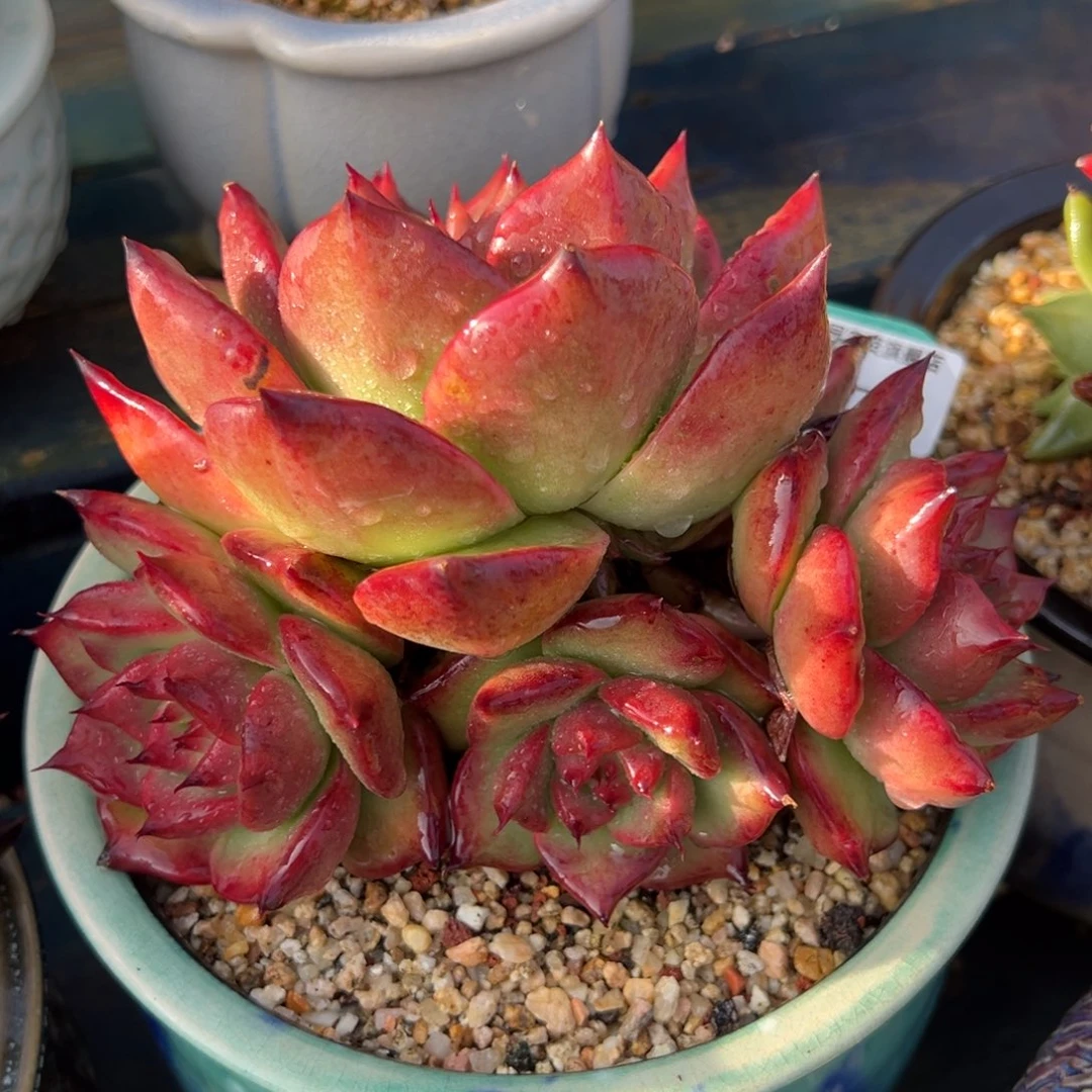 从前慢多肉精选编号0706.50