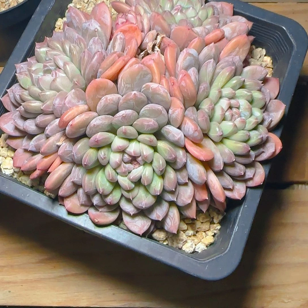 T**a百达翡翠34号一物一拍