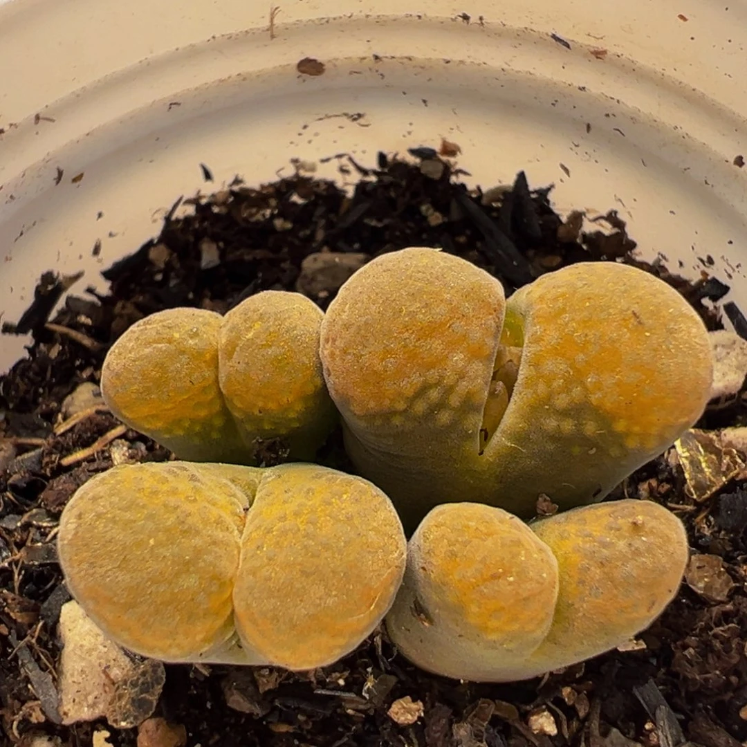 89多肉植物百科植物