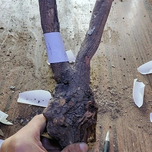 *****火琉璃原杈，不保沉水，慎拍！