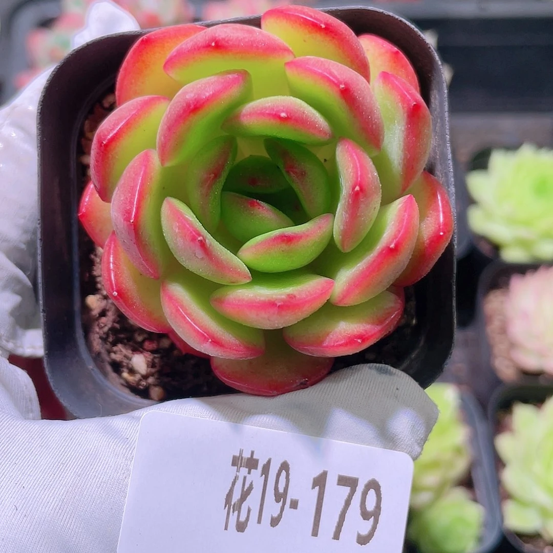花利美19-179从林之舞