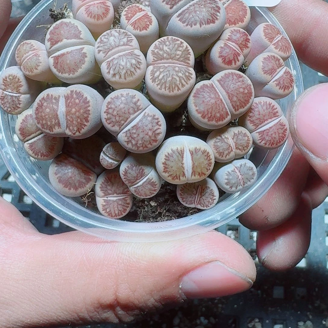 142 多肉植物多肉植物