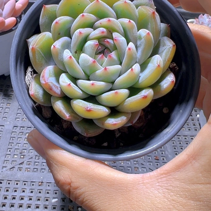 雪花珍妮【一物一拍】两单包邮