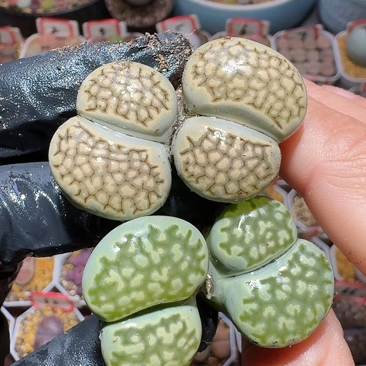 生石花112222。  238