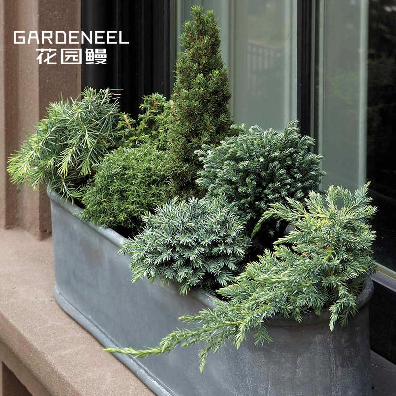 针叶树耐寒小柏树常绿彩叶乔灌木庭院阳台盆景造型花园鳗盆栽苗小