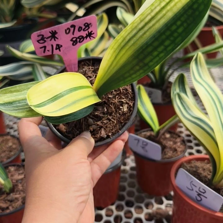 子***i当前无花栽培后可以开花彩兰特价88