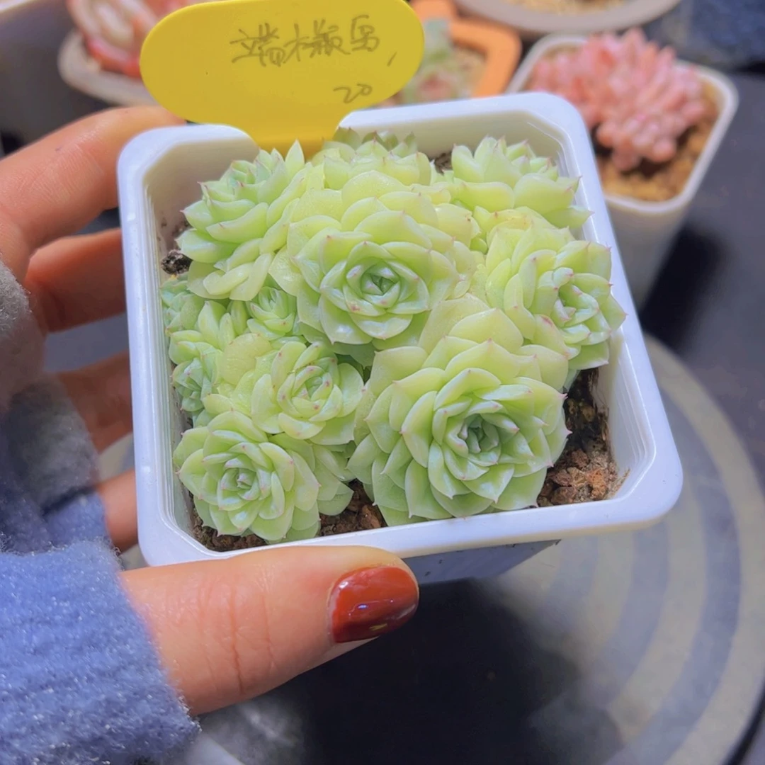 端**雪白天鹅杂，多肉植物