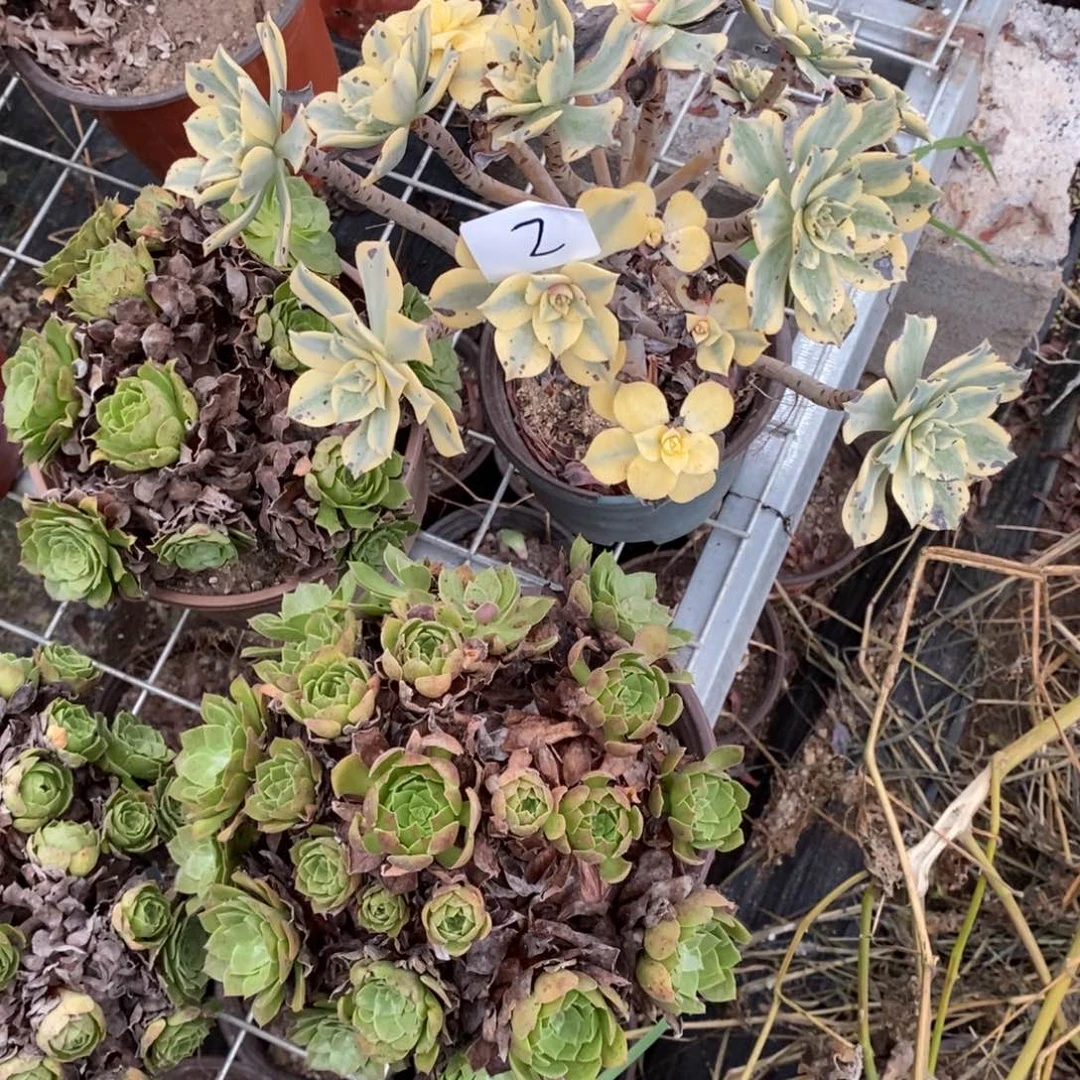 多肉植物组合拼盘2