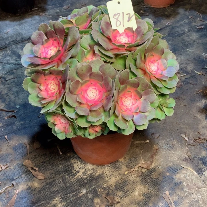 812牡丹仙子多肉一物一拍～