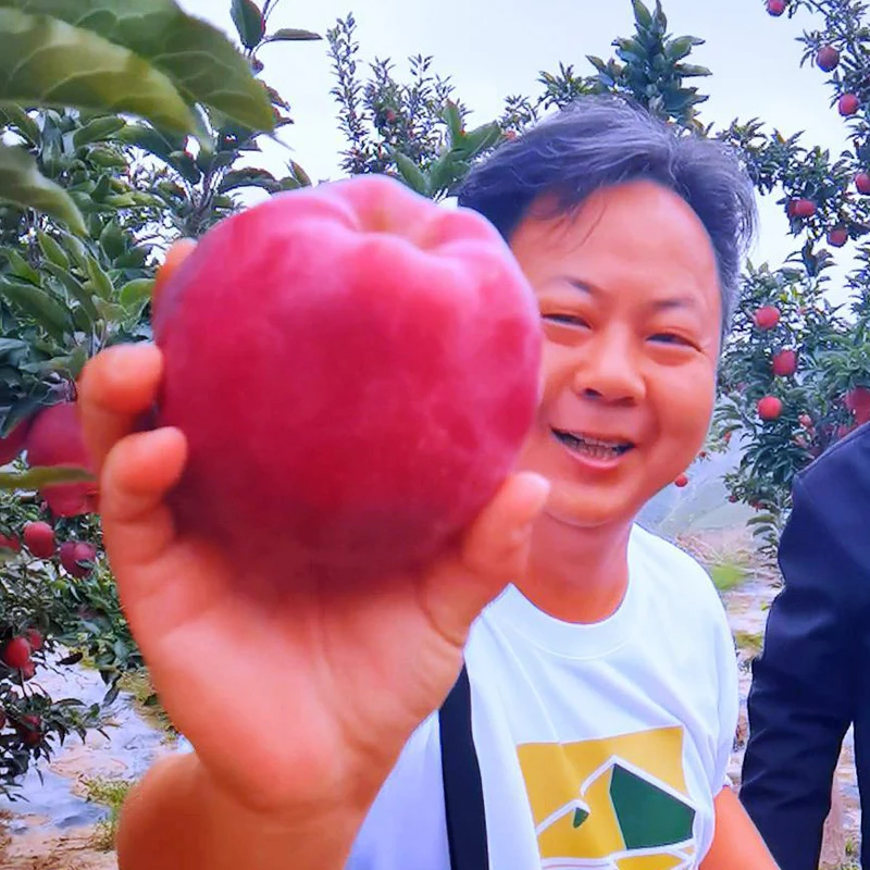 天水苹果 18颗整箱10斤左右 新鲜水果 高品质树上现摘