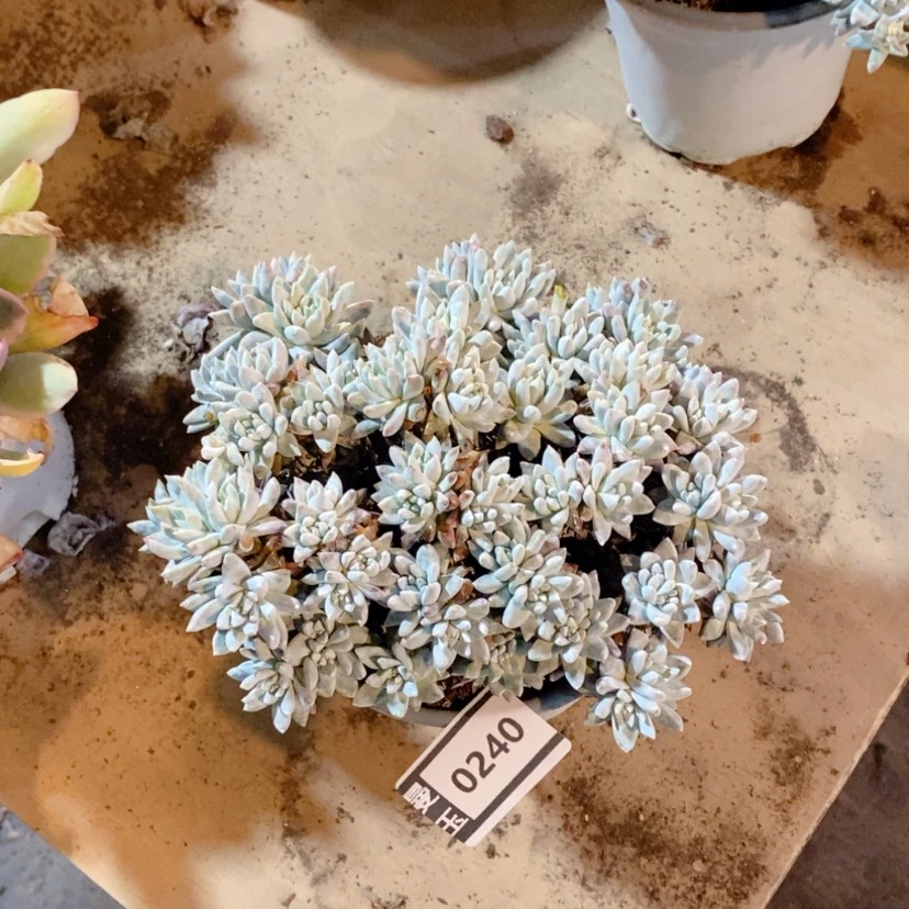 【闪购商品】白菊0240