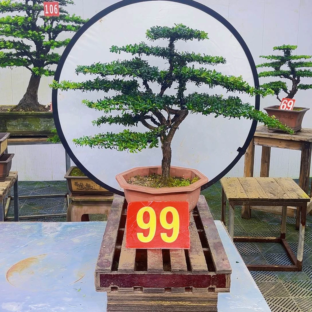 无花朵罗汉松盆景艺术作品