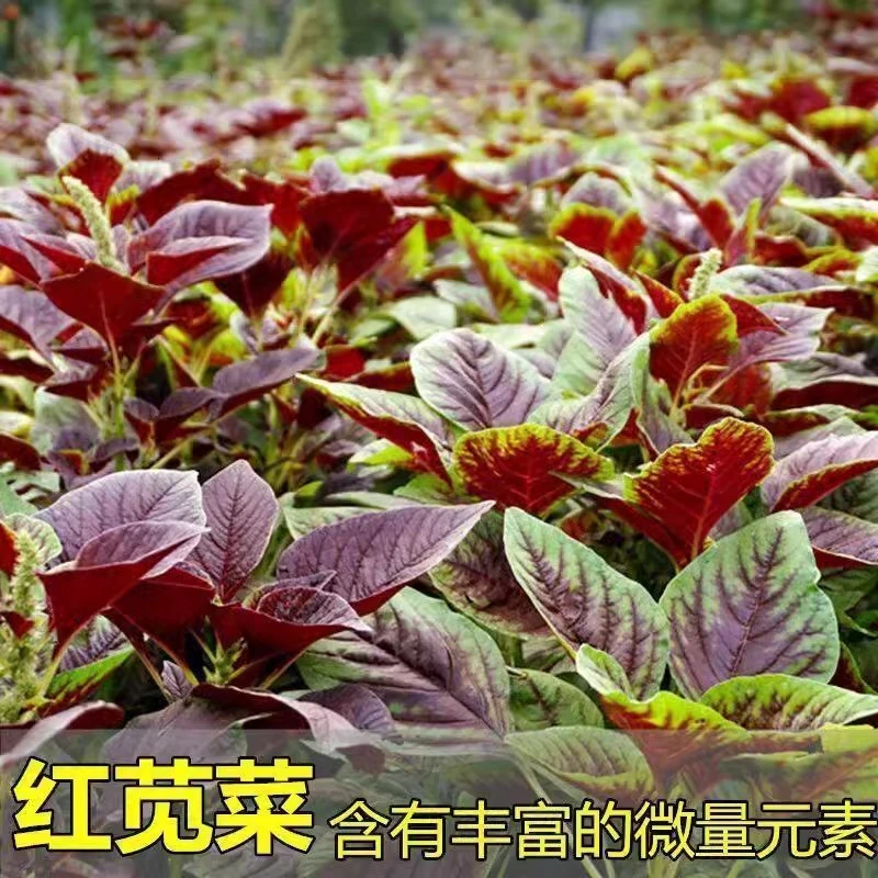 苋菜种籽大全红苋菜种子秧苗四季冬汉菜蔬菜种孑家庭阳台种植盆栽