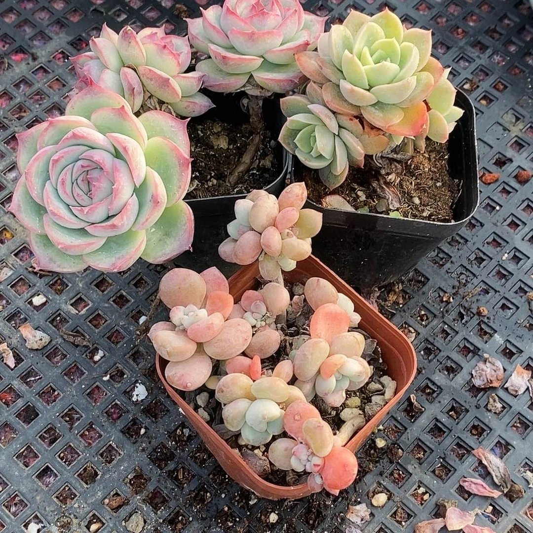 15 精品多肉套装包邮非偏远