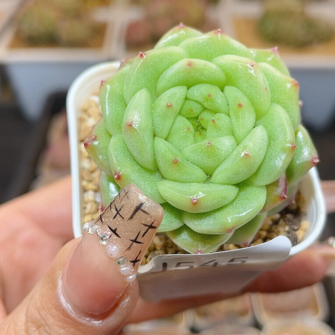 545灯泡珍妮哈哈哈哈哈哈